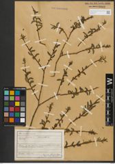 Foto von Salix purpurea L.